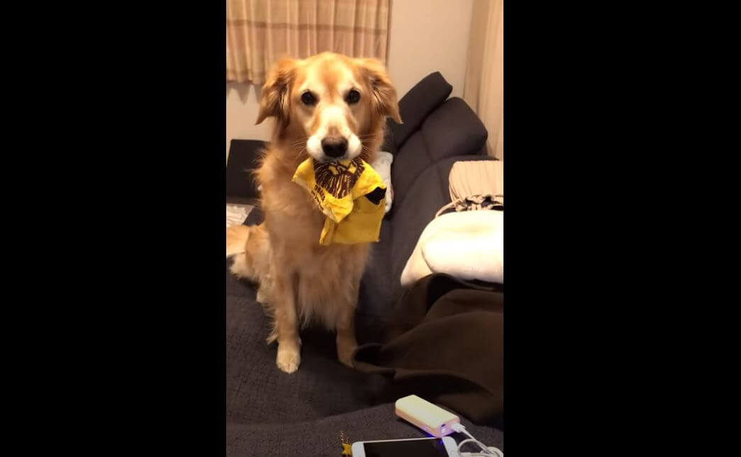 ゴールデンレトリーバー,動画