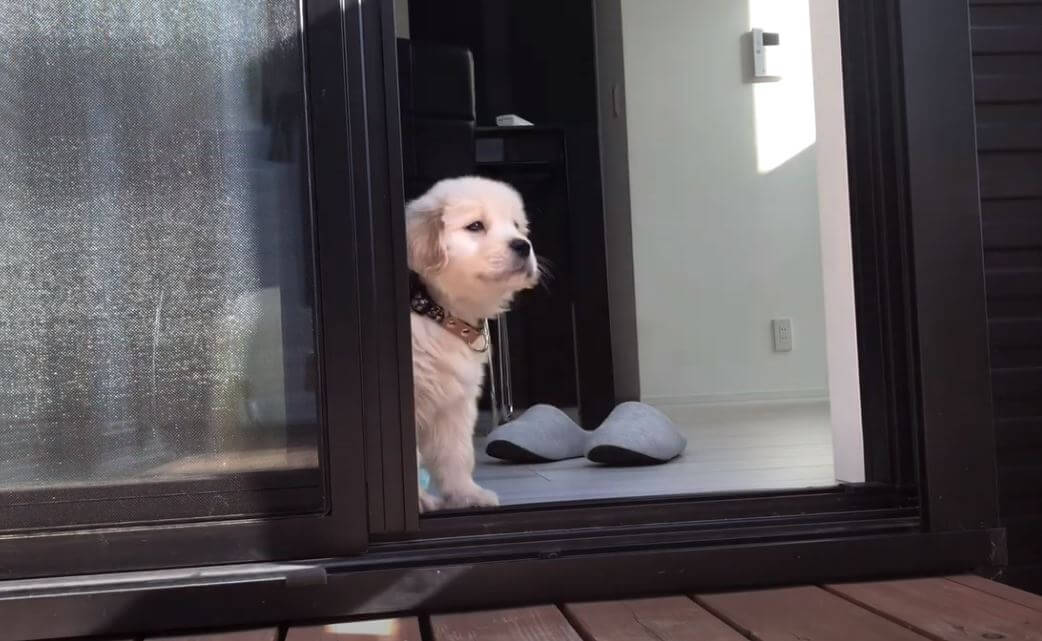 ゴールデンレトリーバー,動画