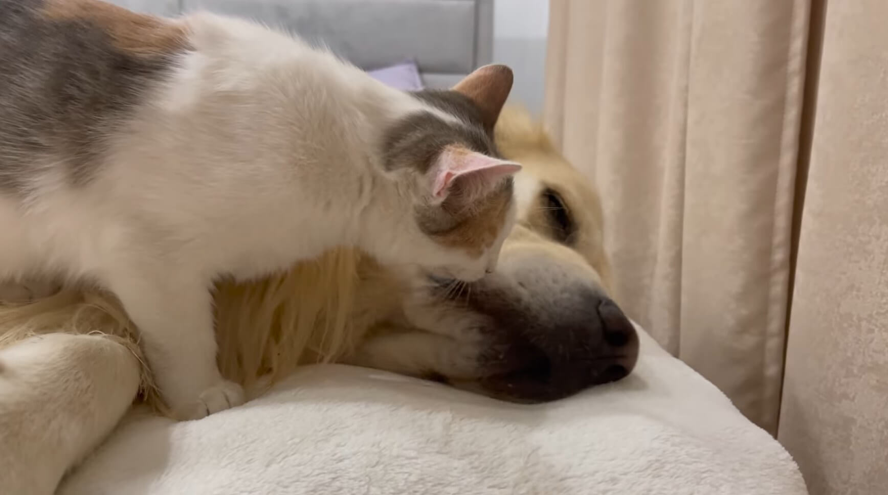 ゴールデンレトリーバー,動画