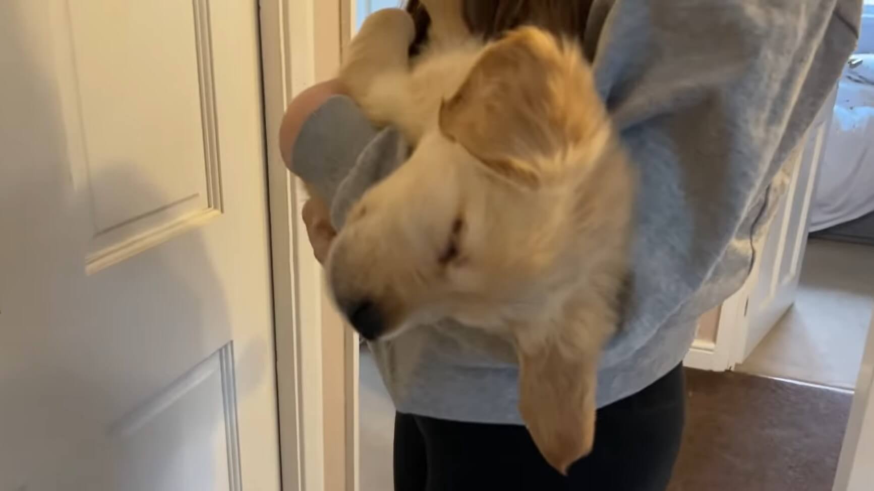 ゴールデンレトリーバー,動画