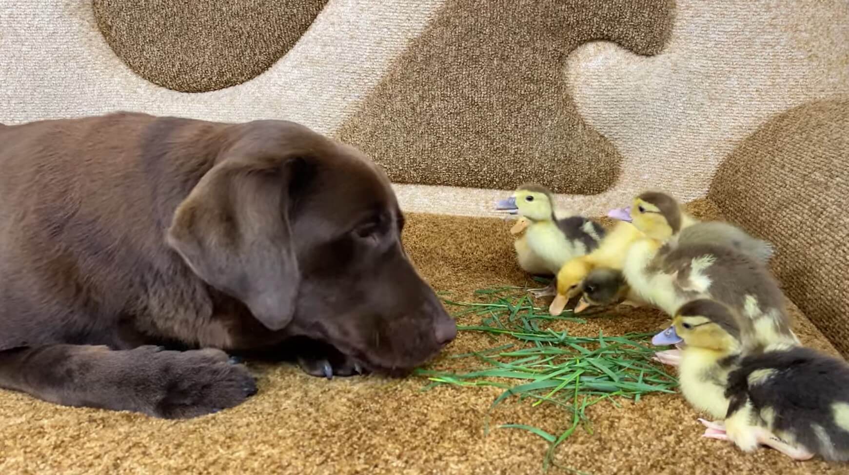 ラブラドールレトリーバー,動画