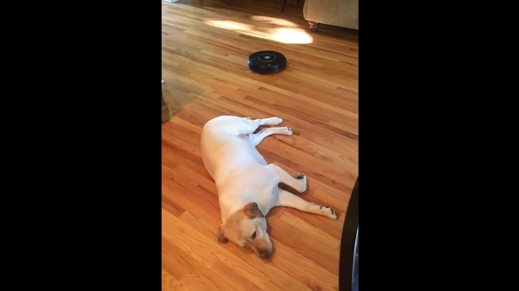 ラブラドールレトリーバー,動画