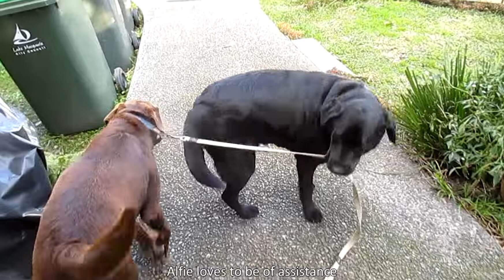 ラブラドールレトリーバー,動画