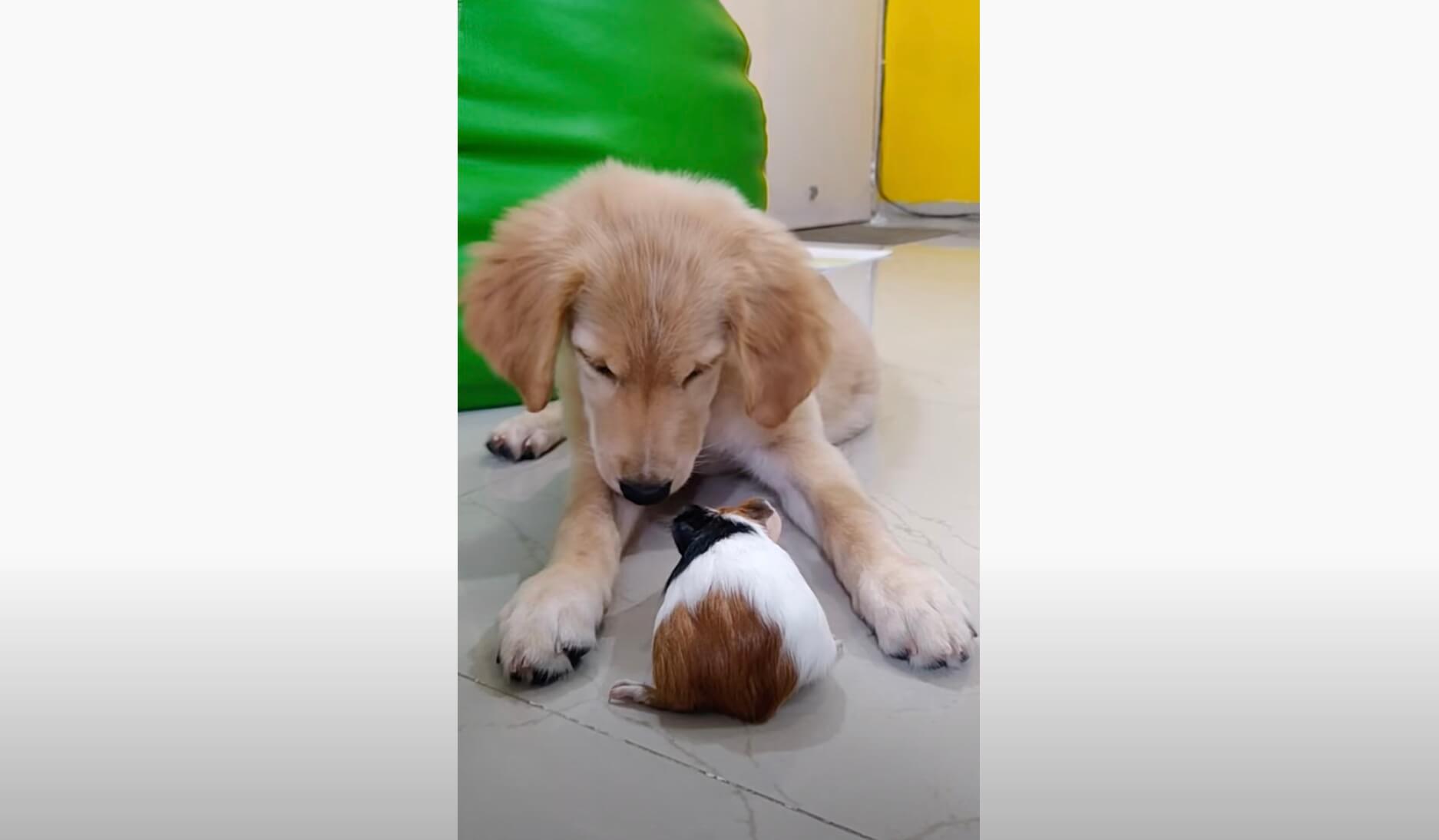 ゴールデンレトリーバー,動画