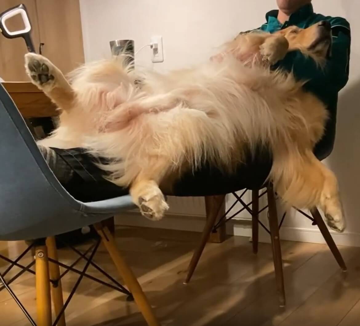 ゴールデンレトリーバー,動画