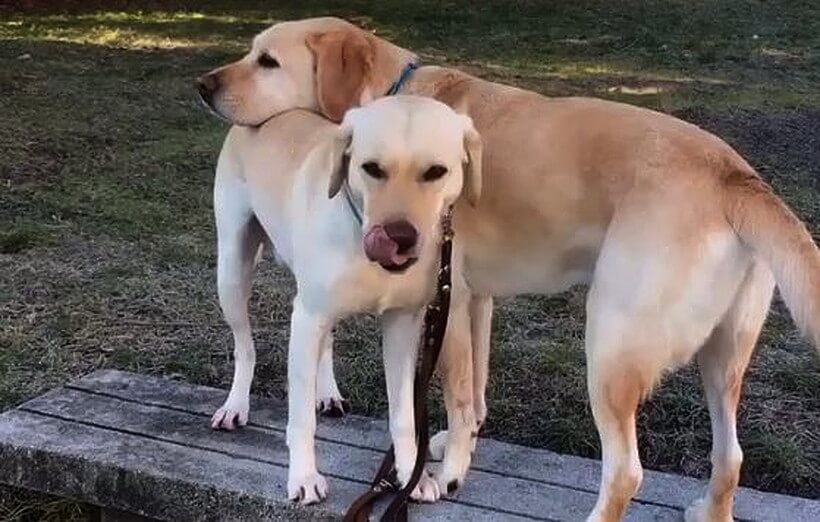 ラブラドールレトリーバー,動画