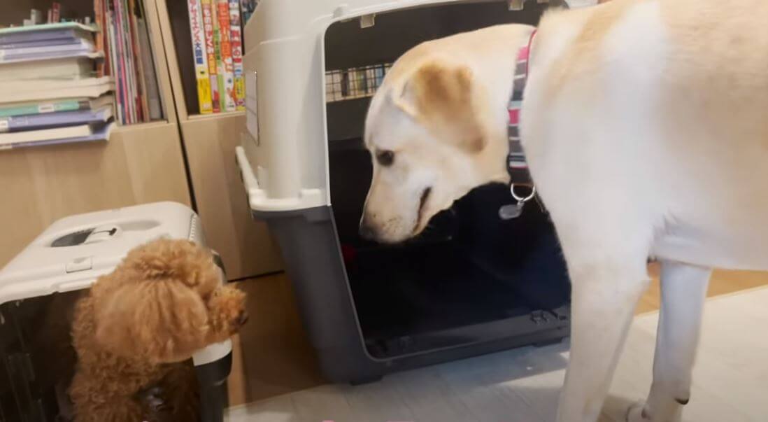 ラブラドールレトリーバー,動画