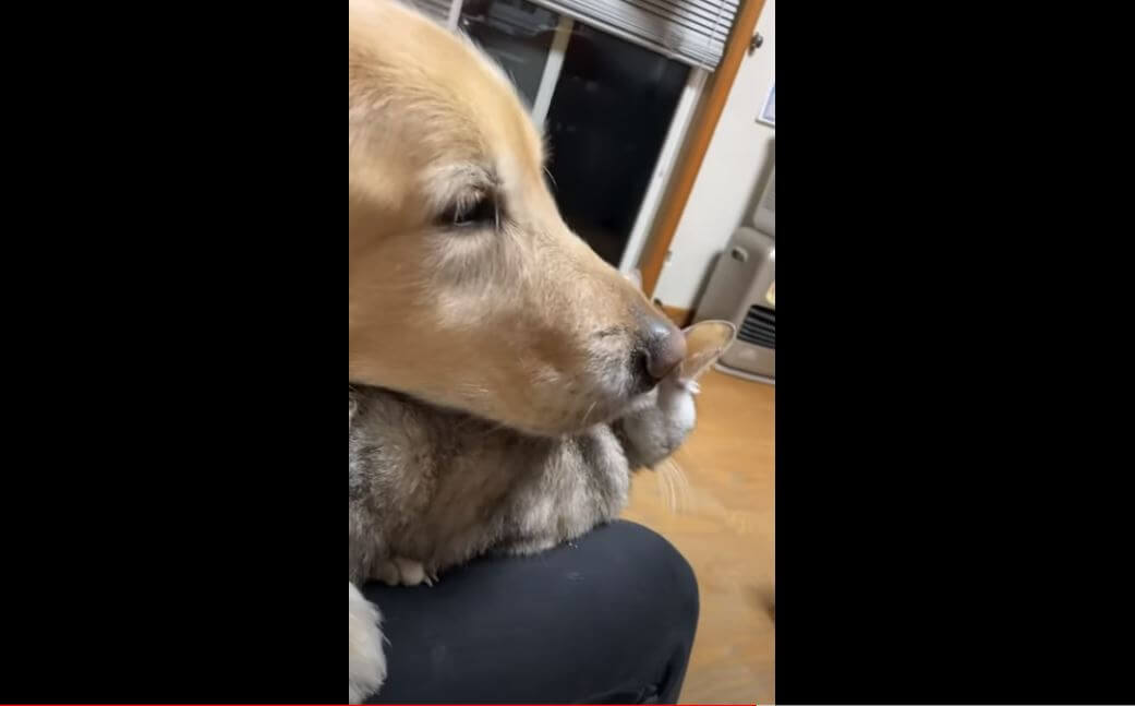 ゴールデンレトリーバー,動画