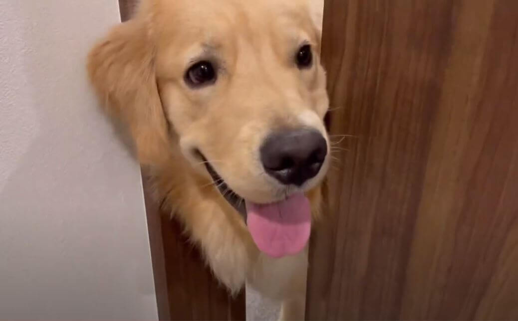 ゴールデンレトリーバー,動画