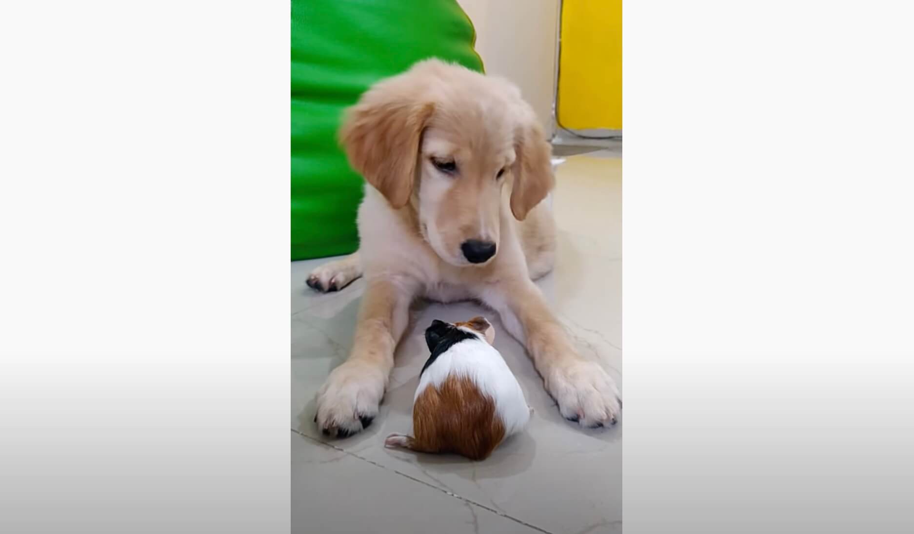 ゴールデンレトリーバー,動画