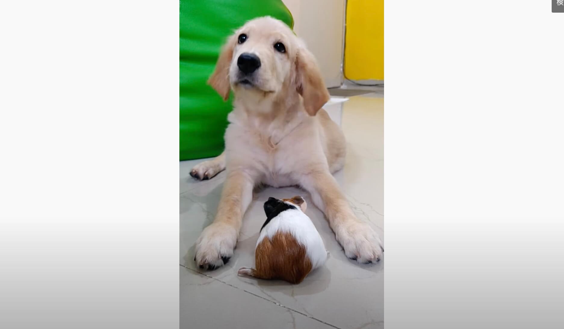 ゴールデンレトリーバー,動画