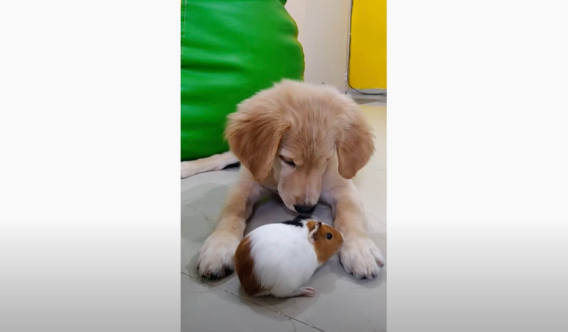 ゴールデンレトリーバー,動画