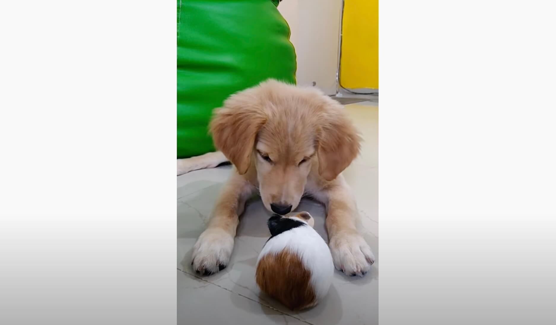 ゴールデンレトリーバー,動画