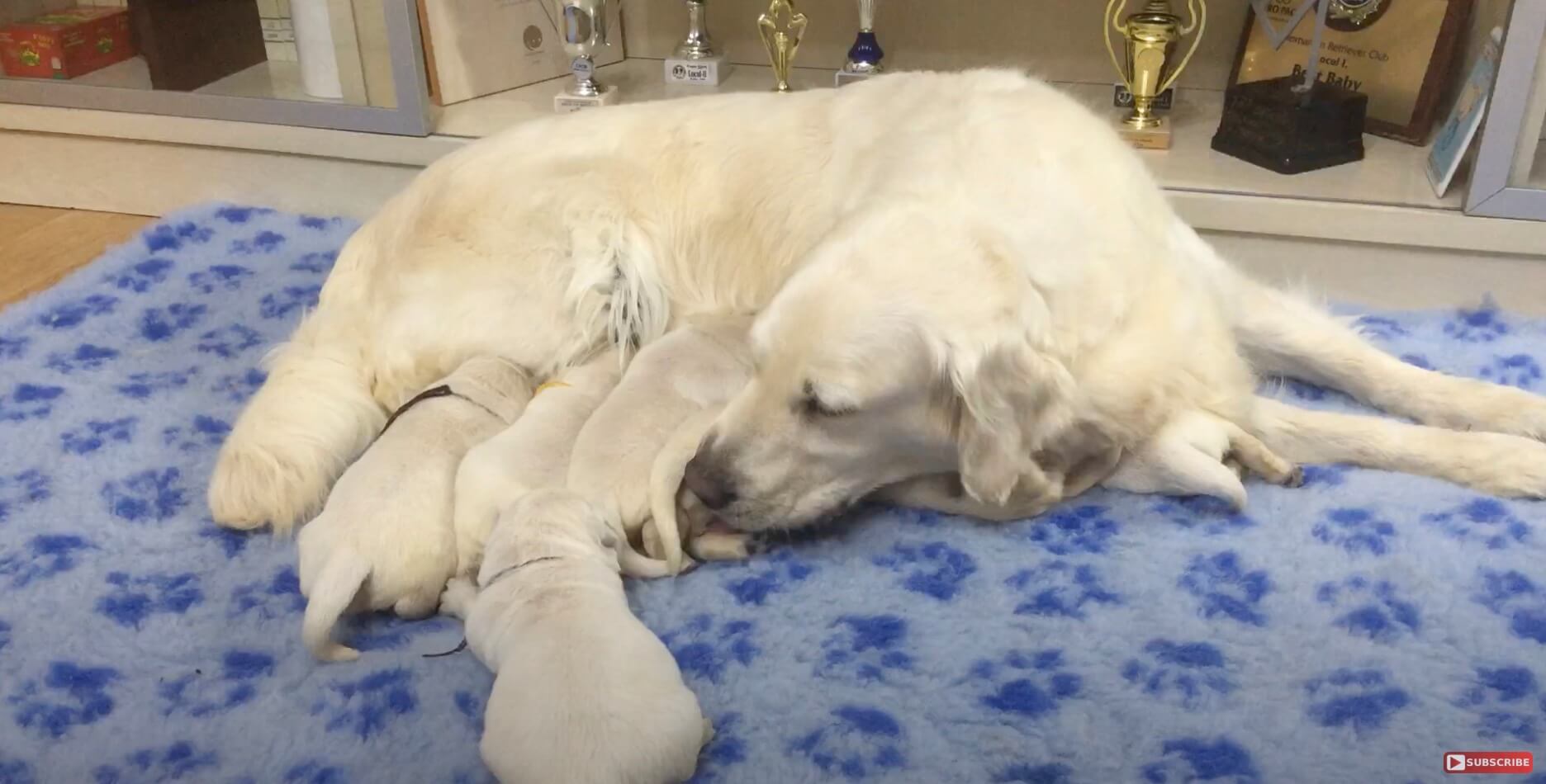 ゴールデンレトリーバー,動画