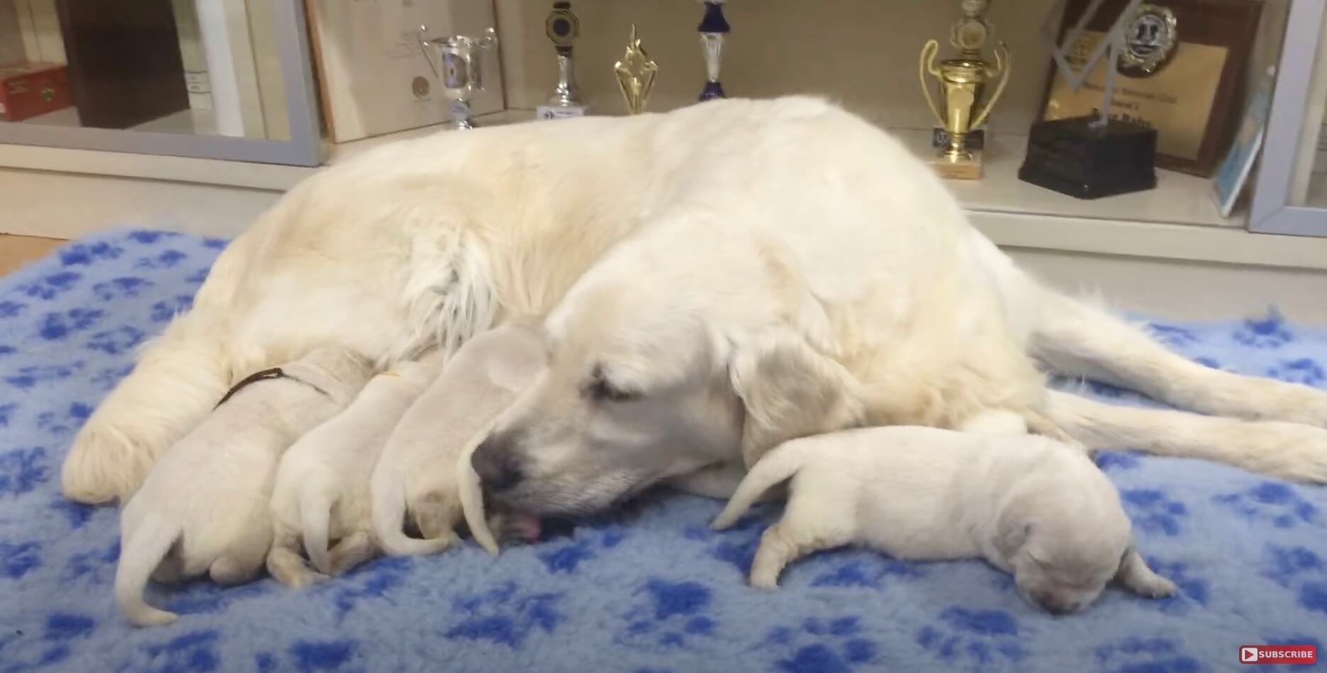 ゴールデンレトリーバー,動画