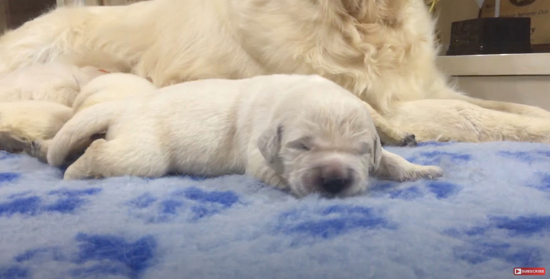 ゴールデンレトリーバー,動画