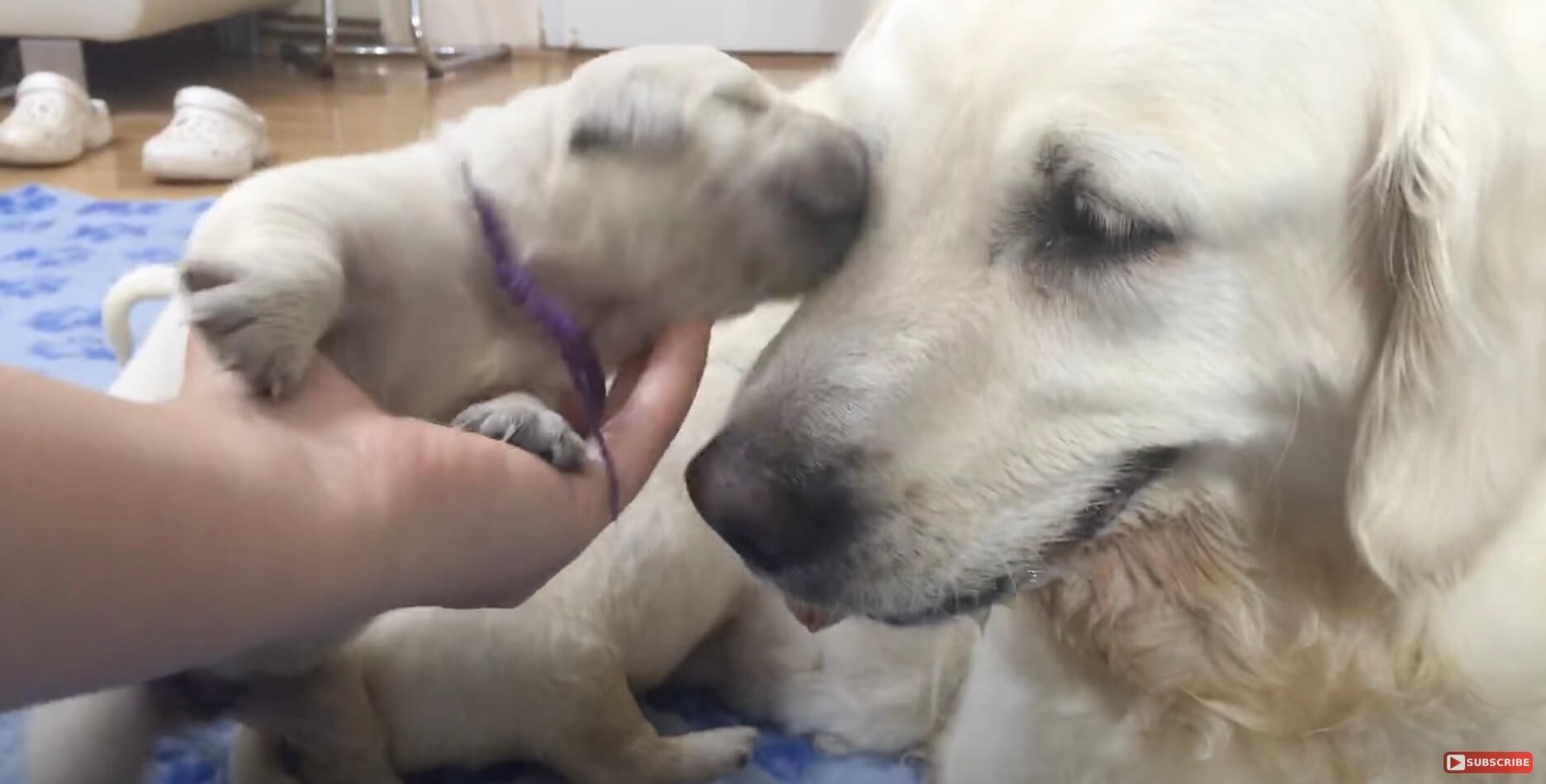 ゴールデンレトリーバー,動画