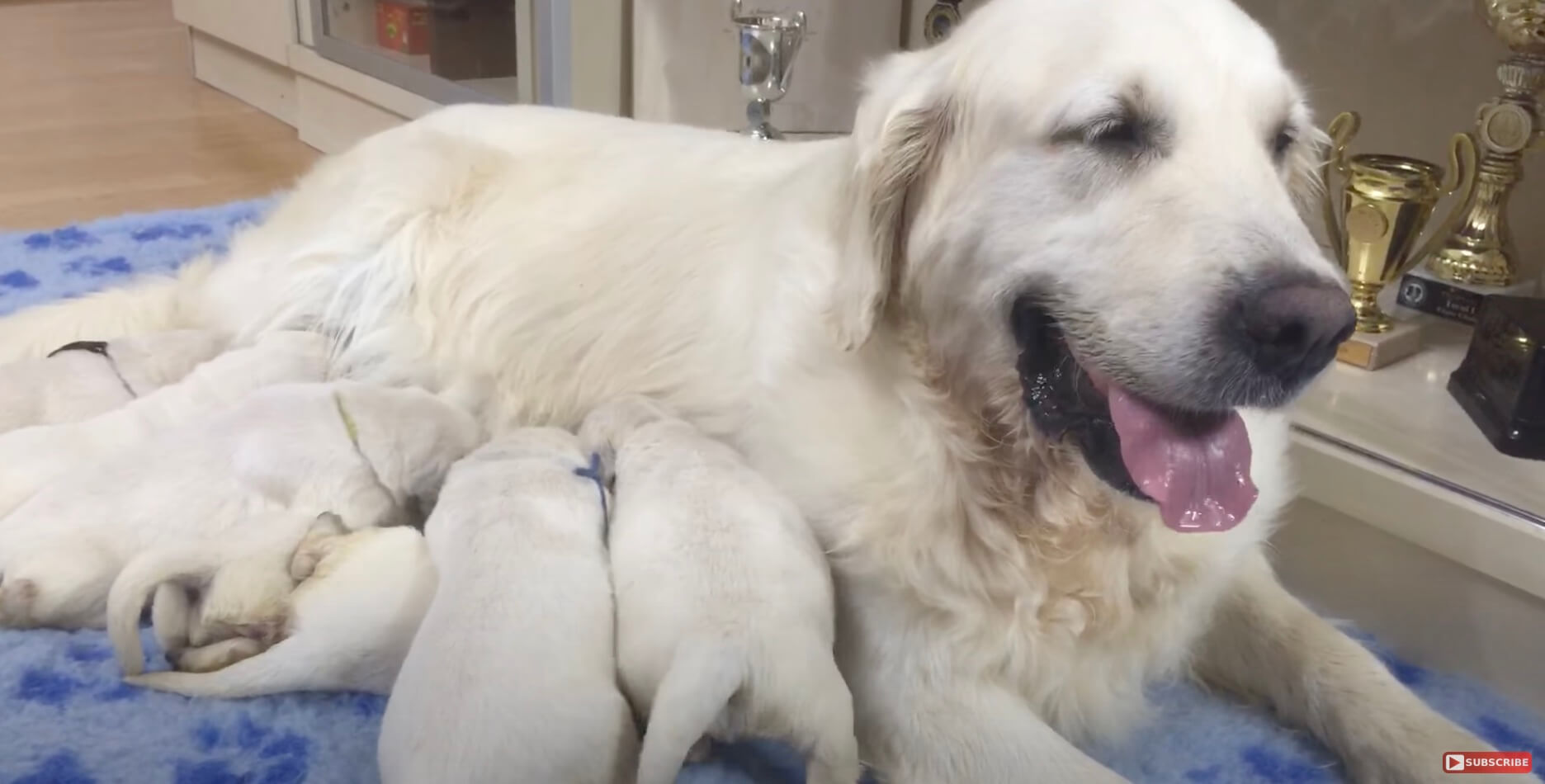 ゴールデンレトリーバー,動画