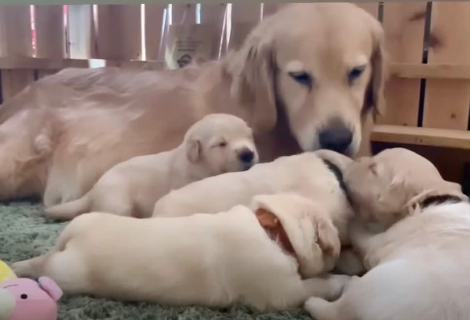 ゴールデンレトリーバー,動画