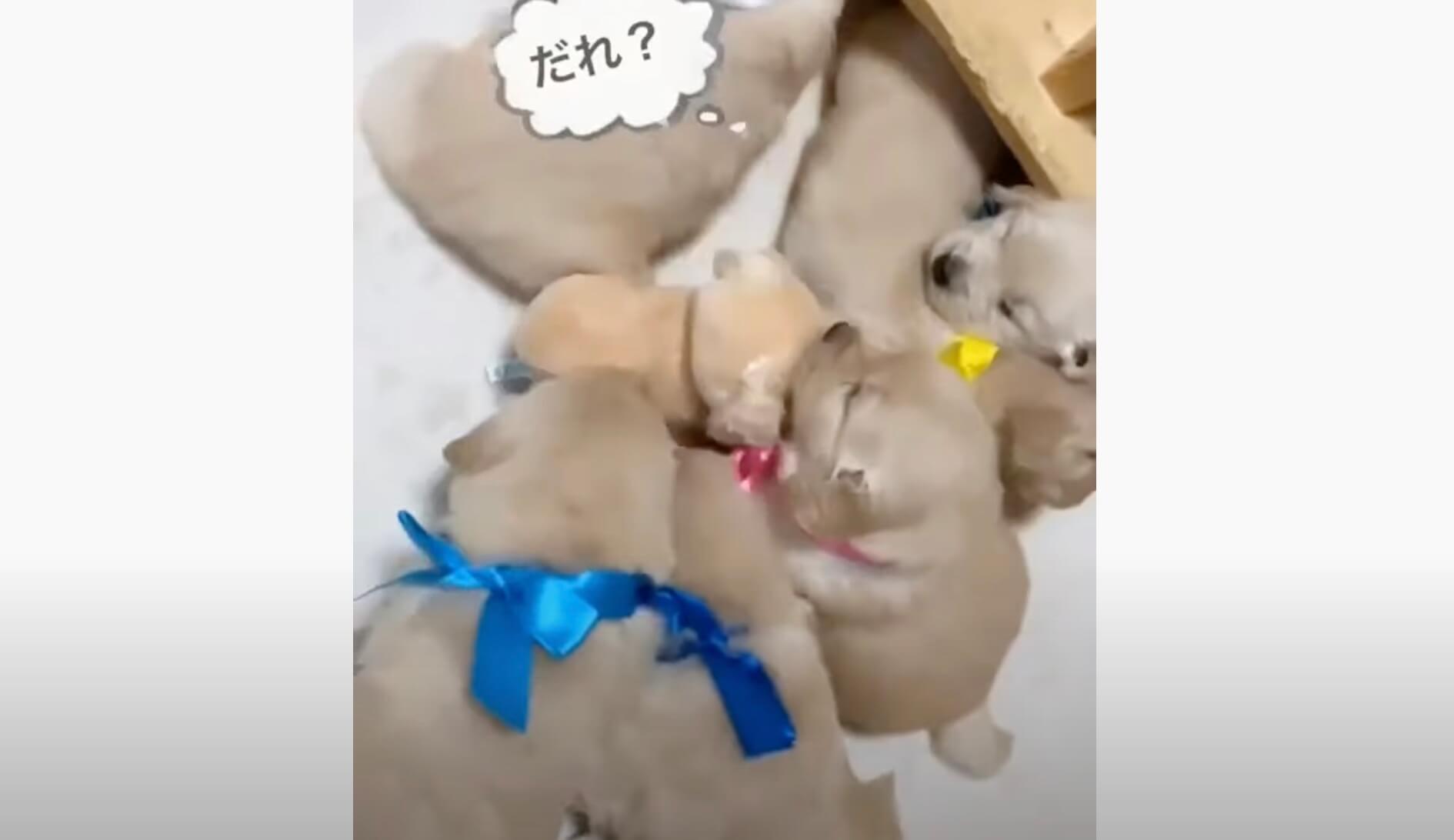 ゴールデンレトリーバー,動画