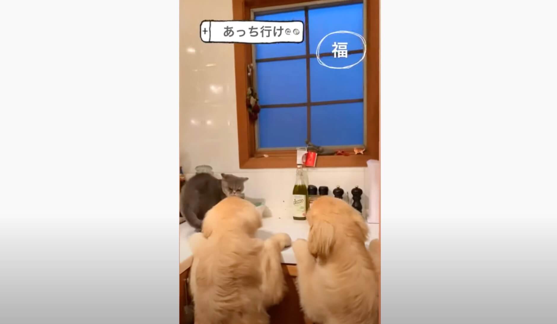 ゴールデンレトリーバー,動画