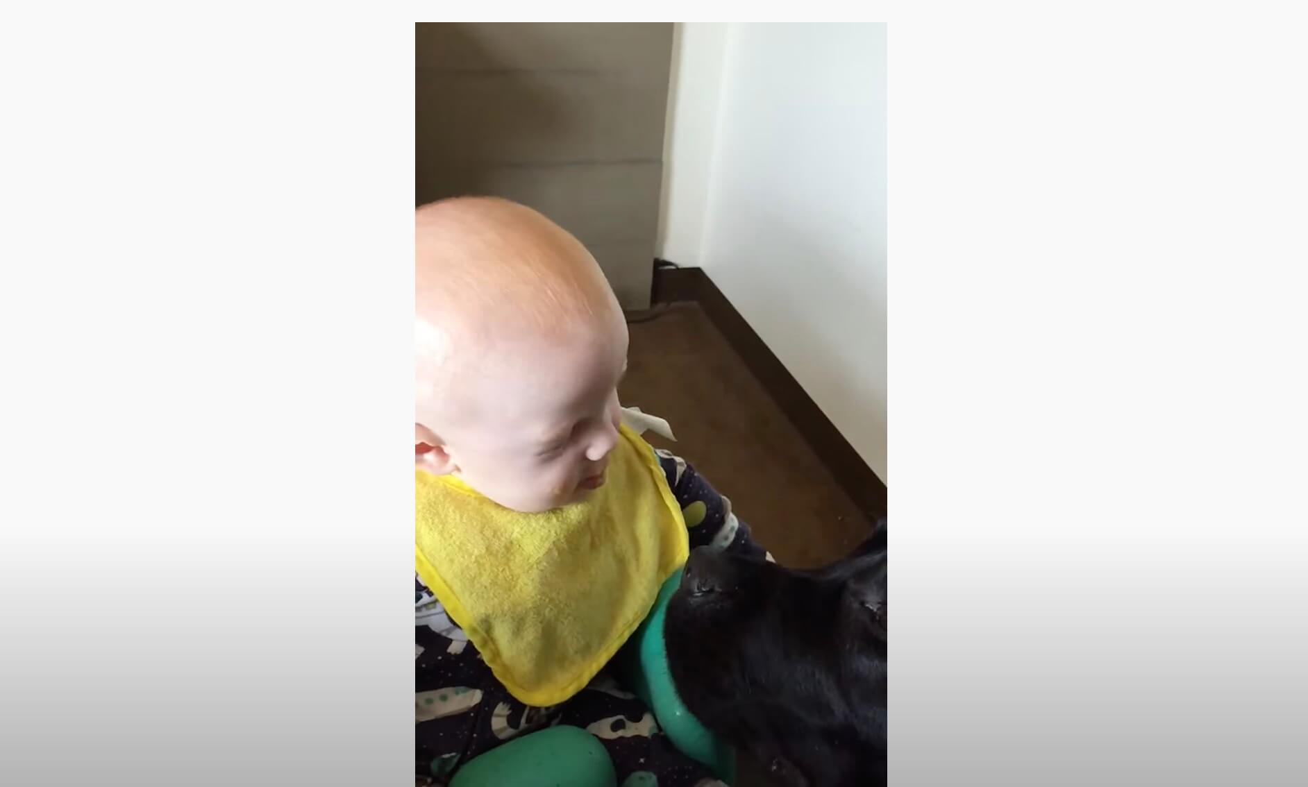 ラブラドールレトリーバー,動画