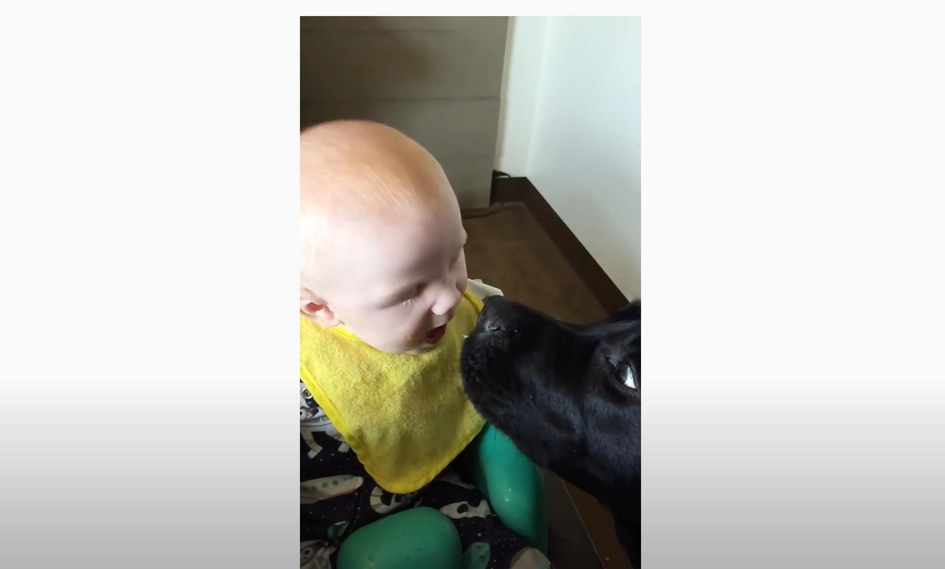 ラブラドールレトリーバー,動画