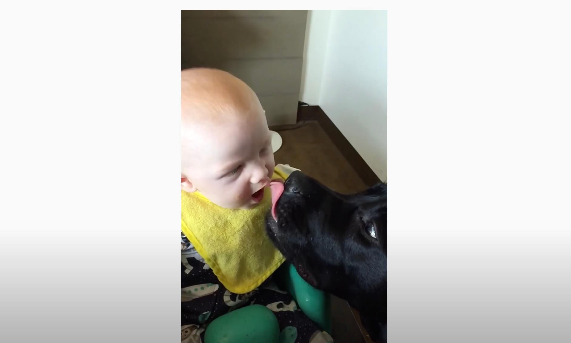 ラブラドールレトリーバー,動画