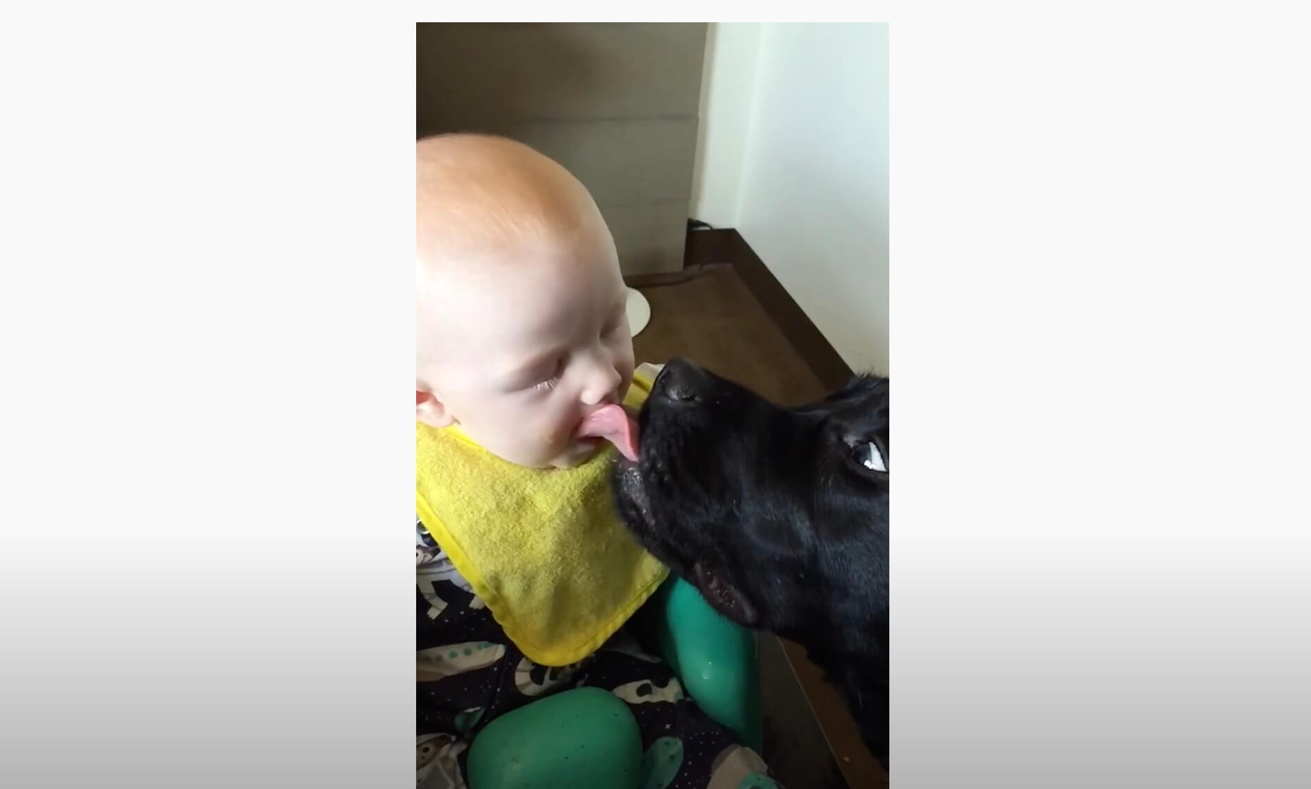 ラブラドールレトリーバー,動画