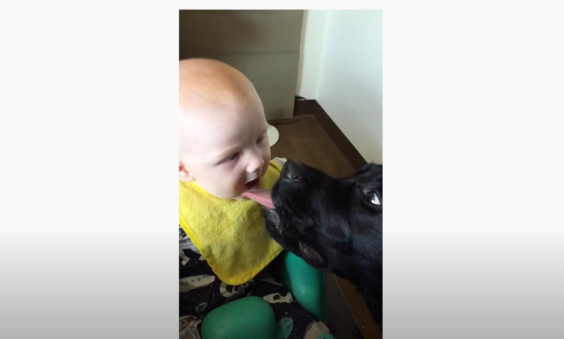 ラブラドールレトリーバー,動画