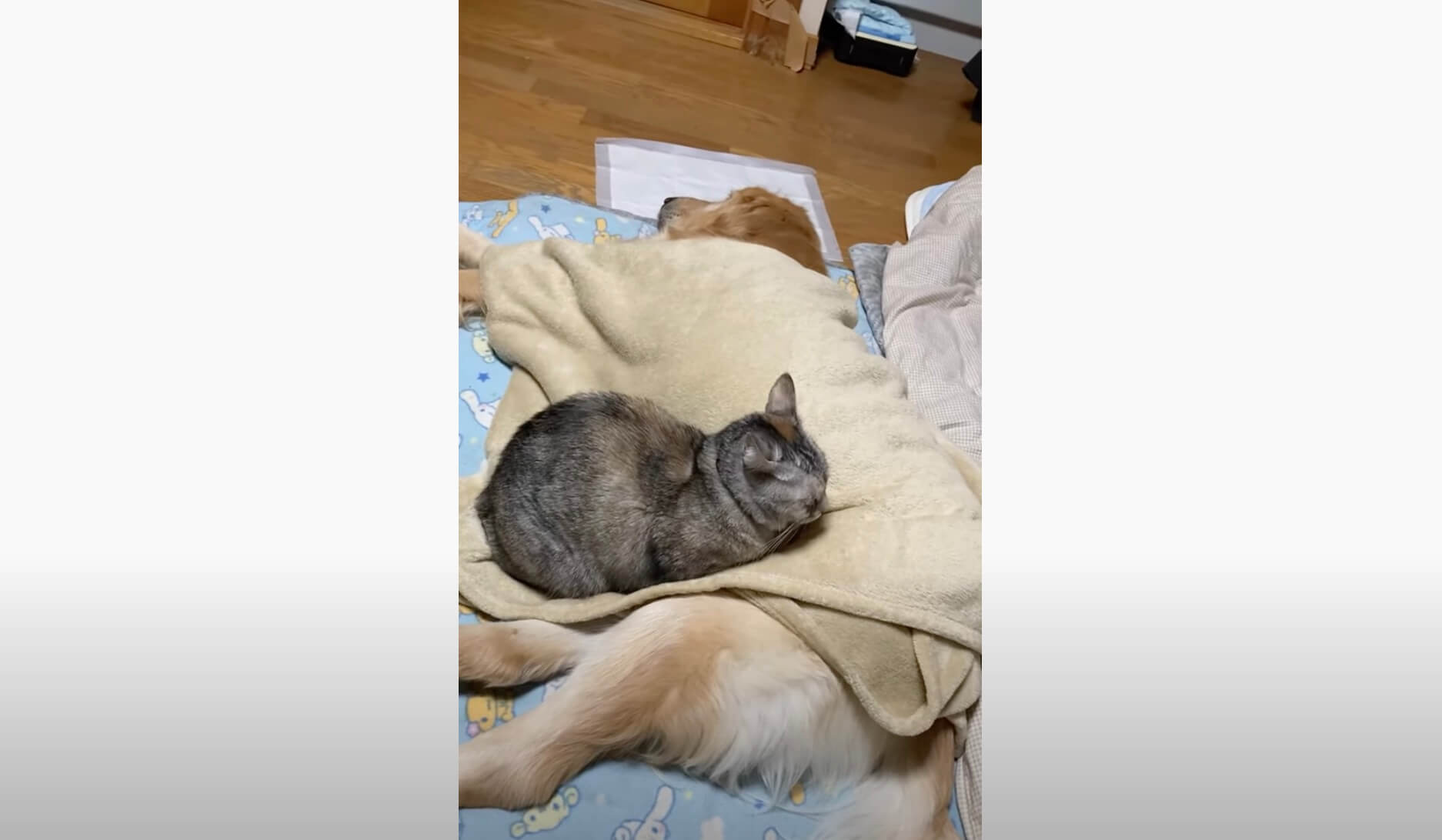 ゴールデンレトリーバー,動画