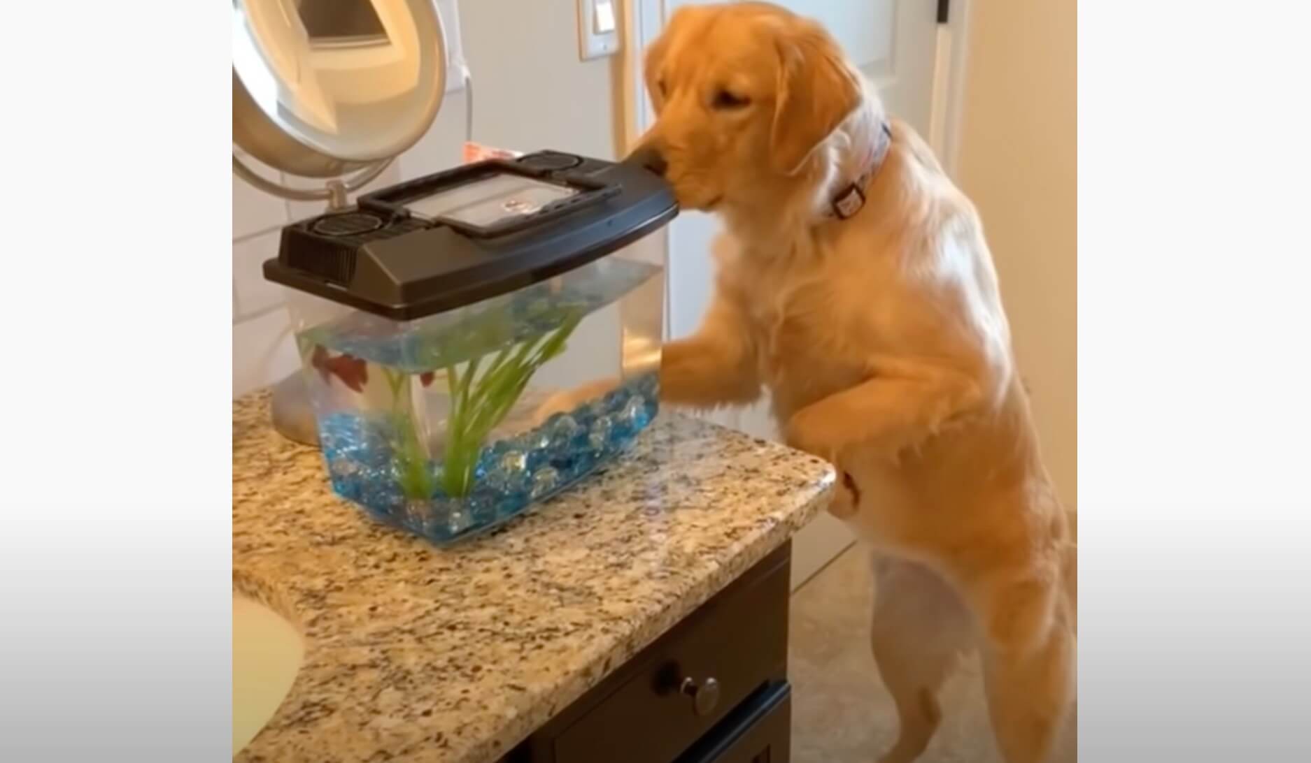 ゴールデンレトリーバー,動画