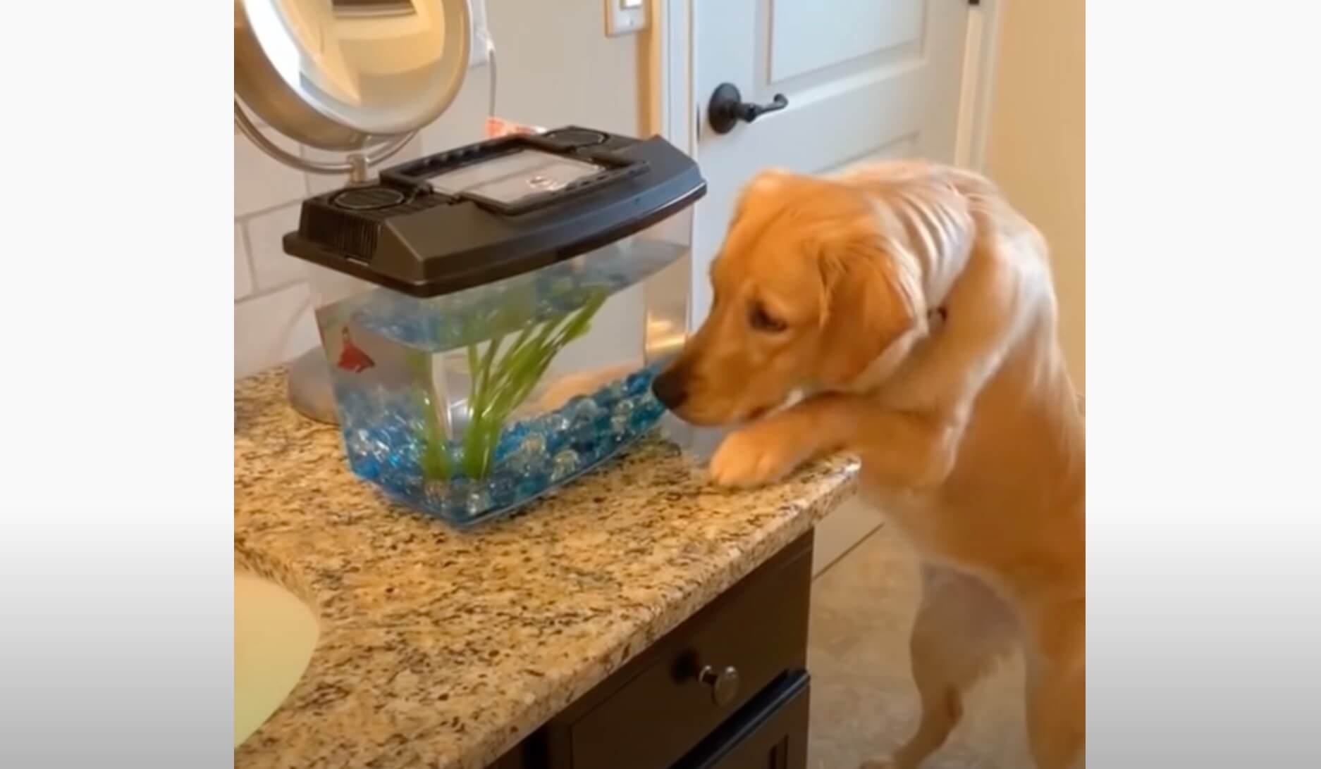 ゴールデンレトリーバー,動画