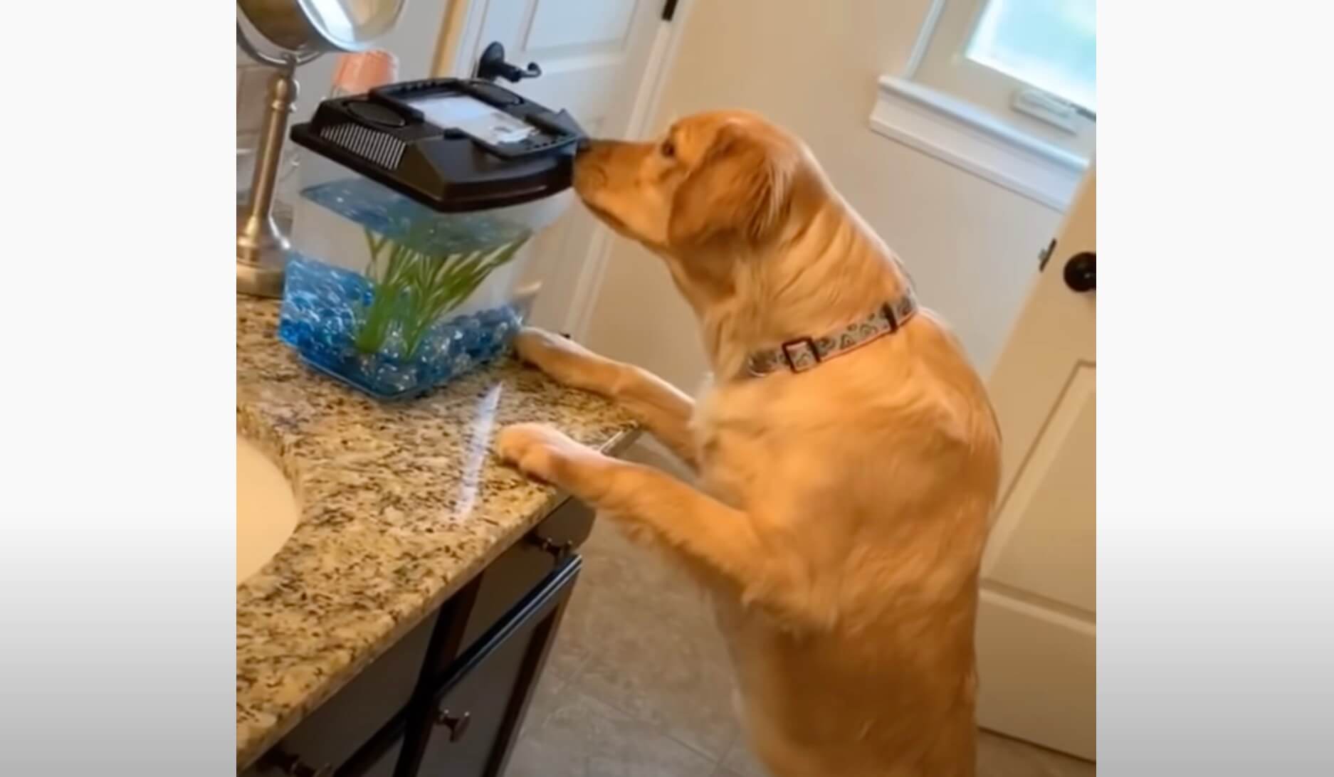 ゴールデンレトリーバー,動画