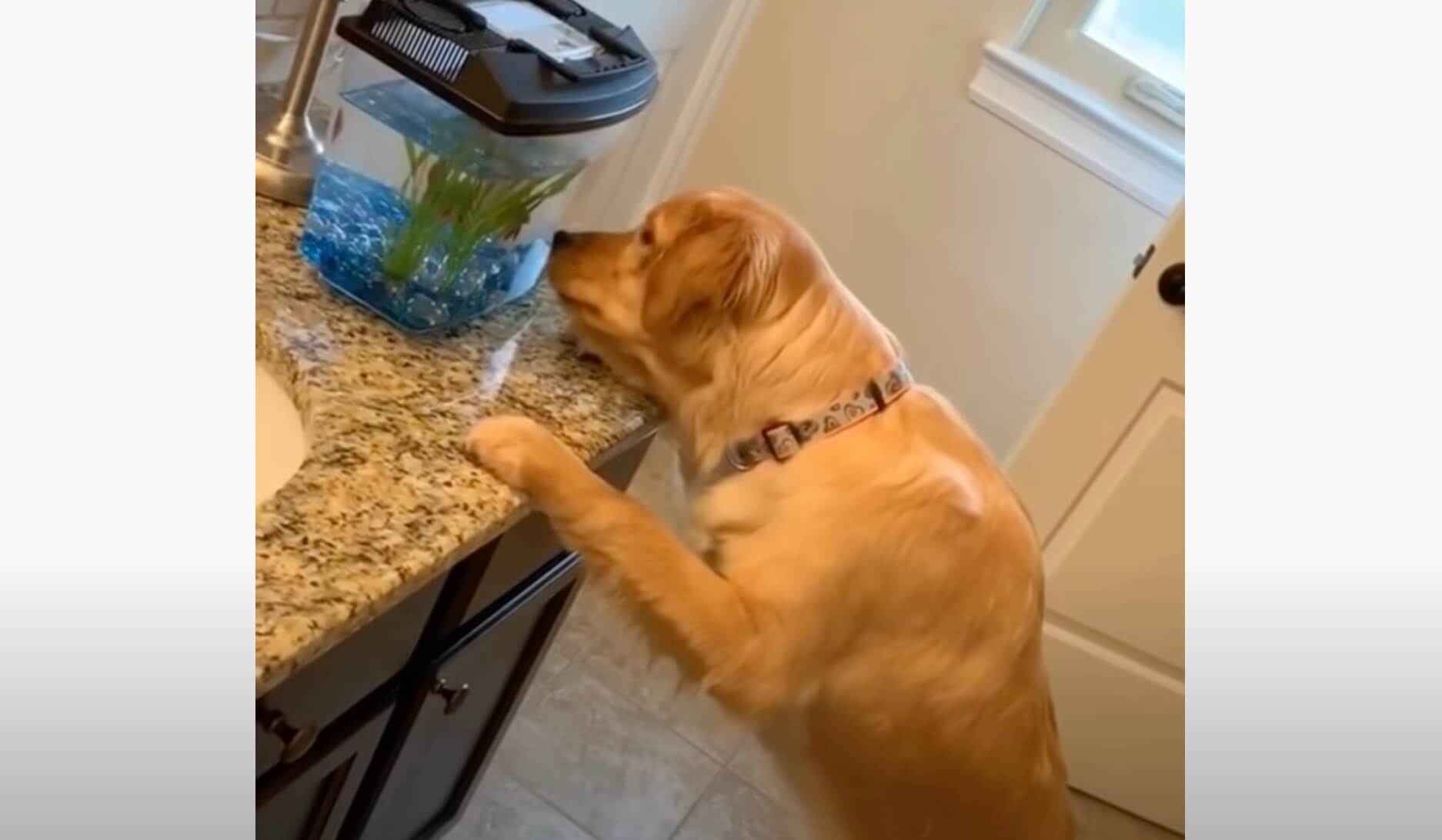 ゴールデンレトリーバー,動画