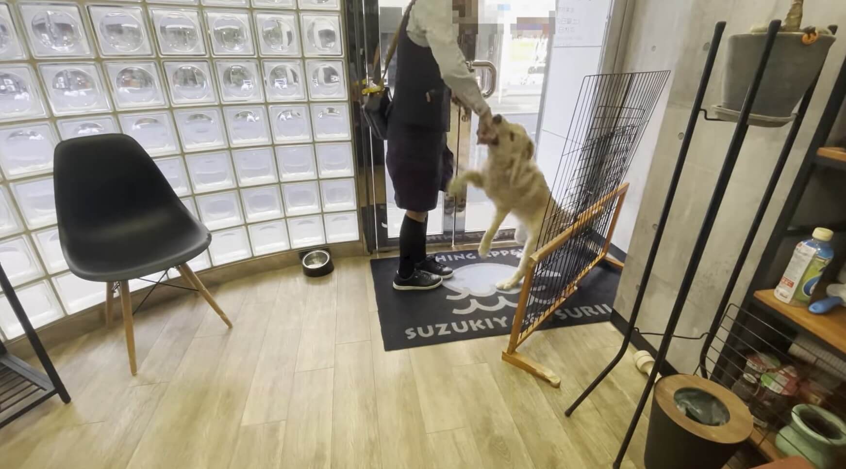 ゴールデンレトリーバー,動画