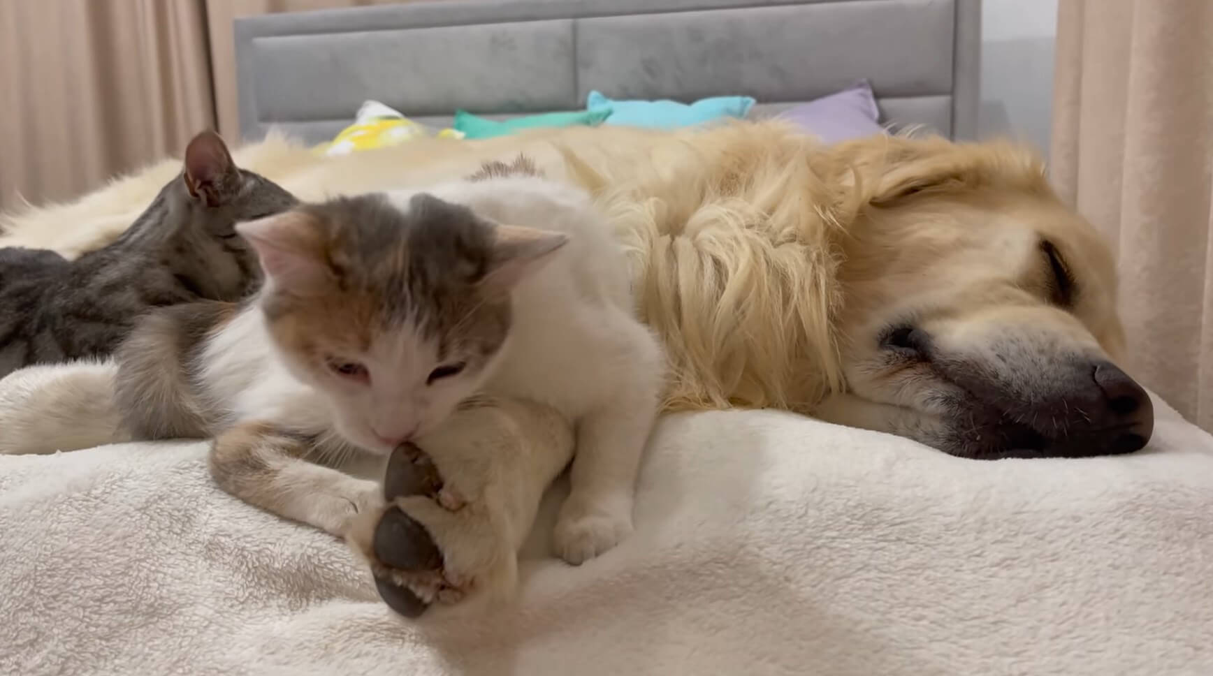 ゴールデンレトリーバー,動画