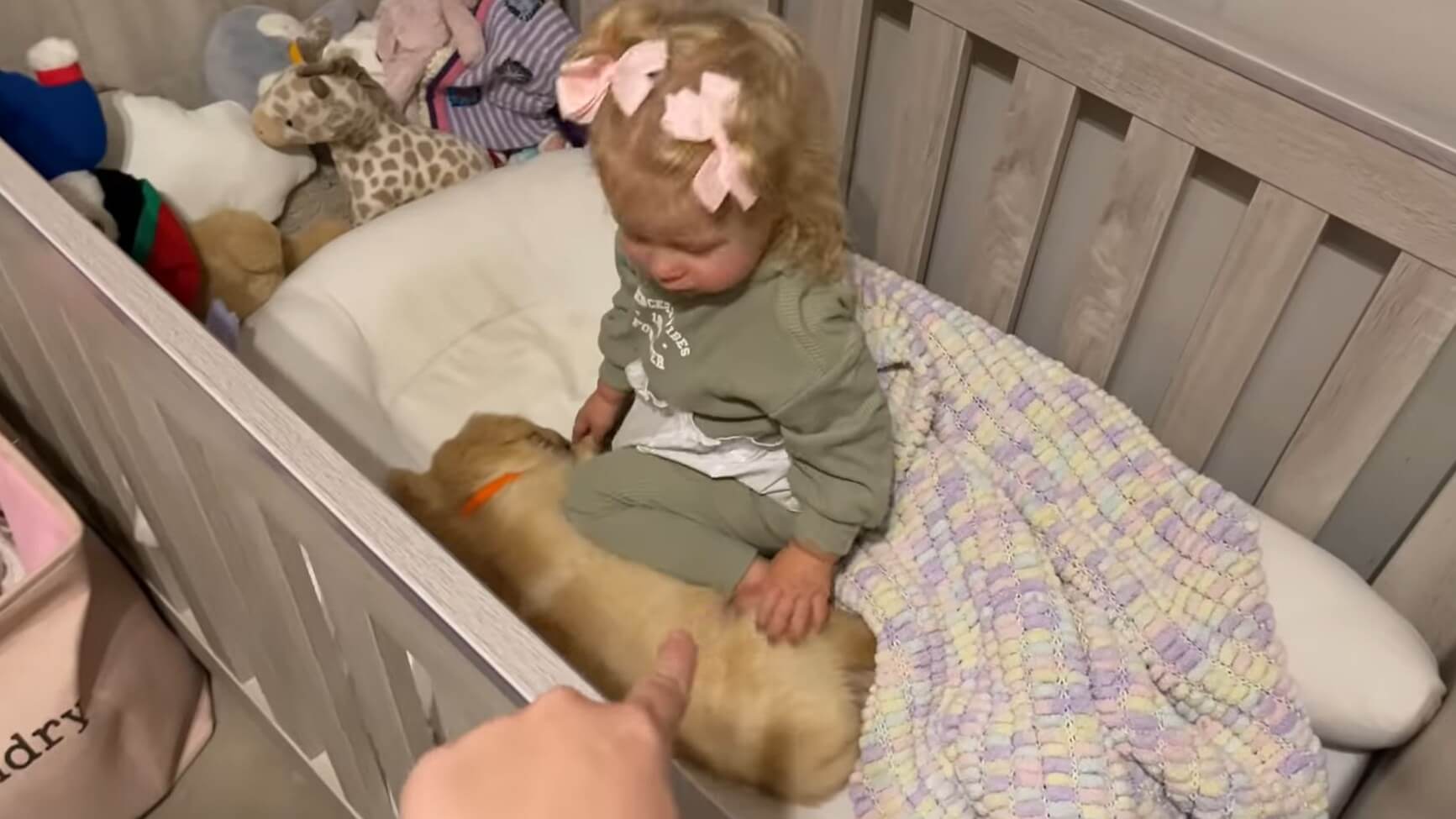 ゴールデンレトリーバー,動画