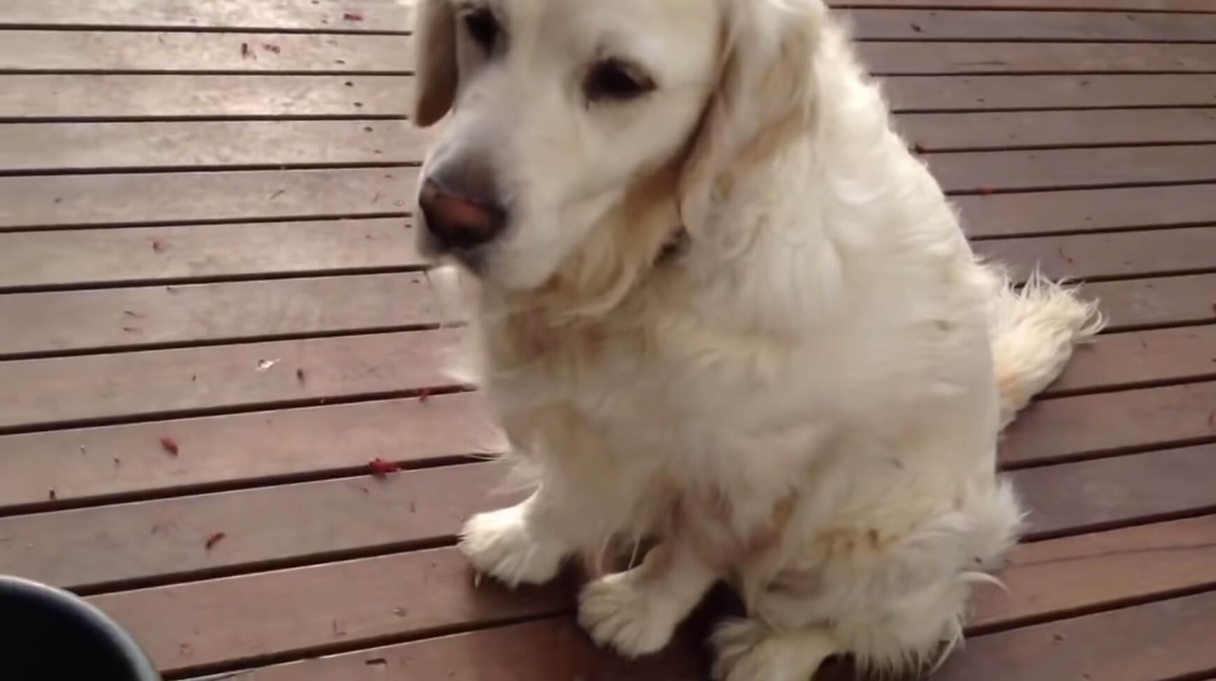 ラブラドールレトリーバー,動画