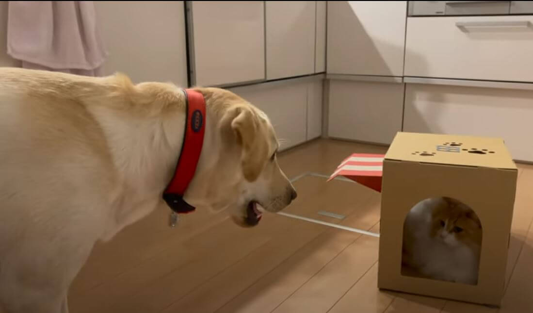 ラブラドールレトリーバー,動画