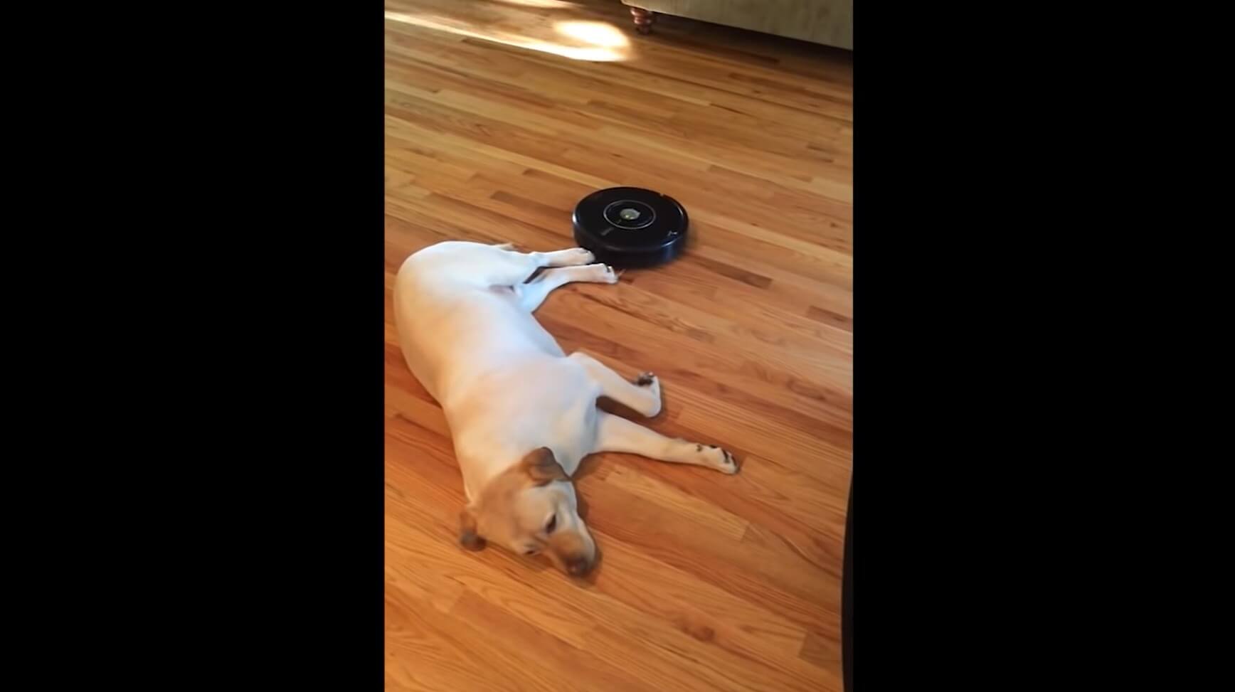 ラブラドールレトリーバー,動画