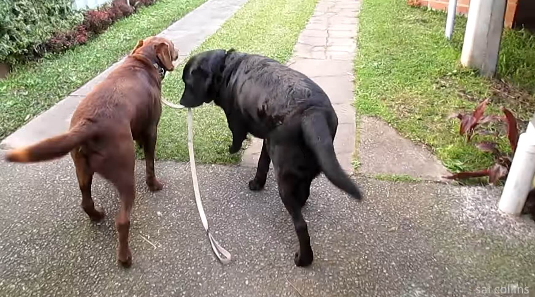 ラブラドールレトリーバー,動画