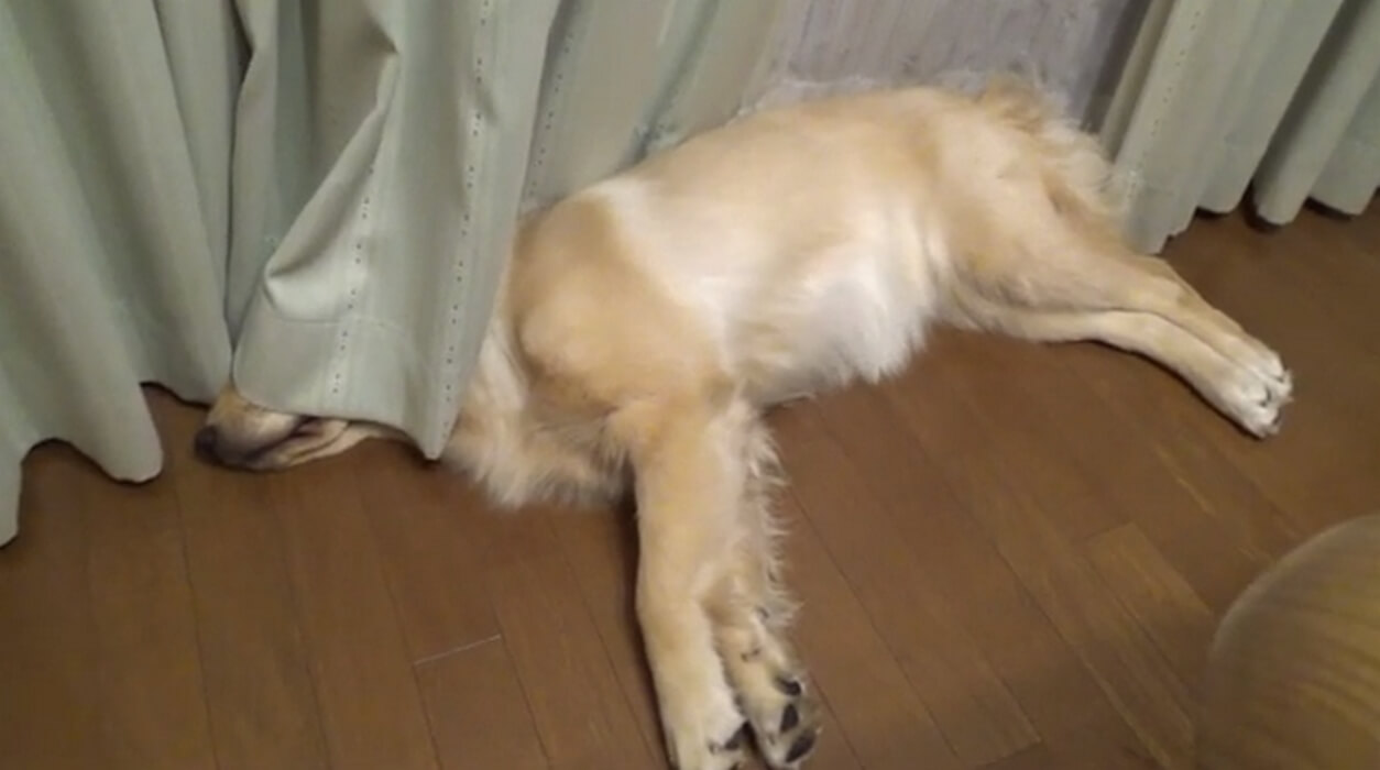 ゴールデンレトリーバー,動画