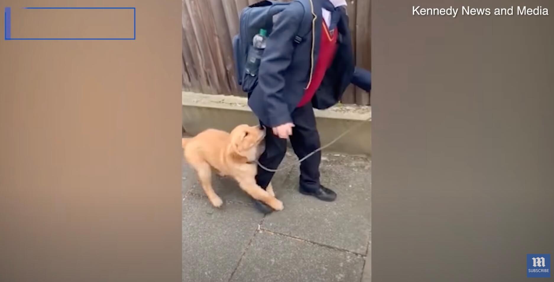 ゴールデンレトリーバー,動画