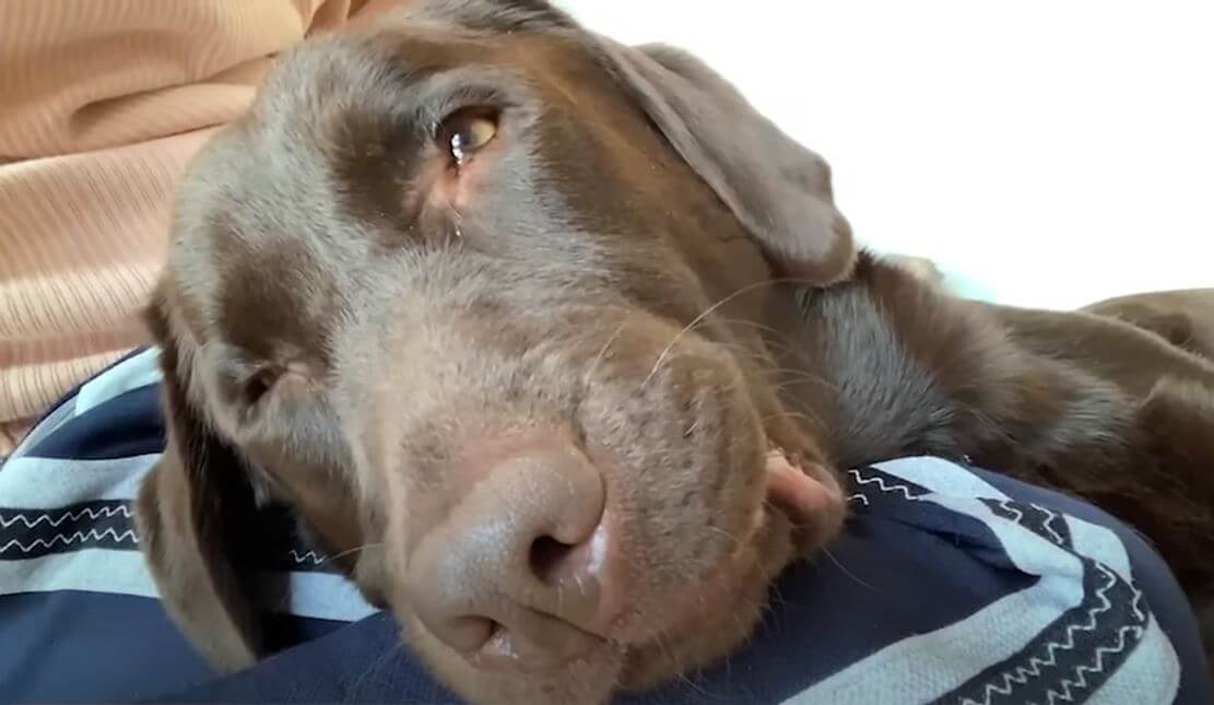 ラブラドールレトリーバー,動画