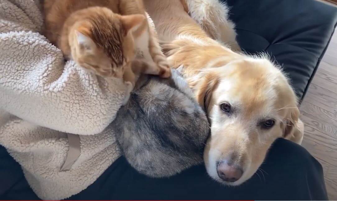 ゴールデンレトリーバー,動画