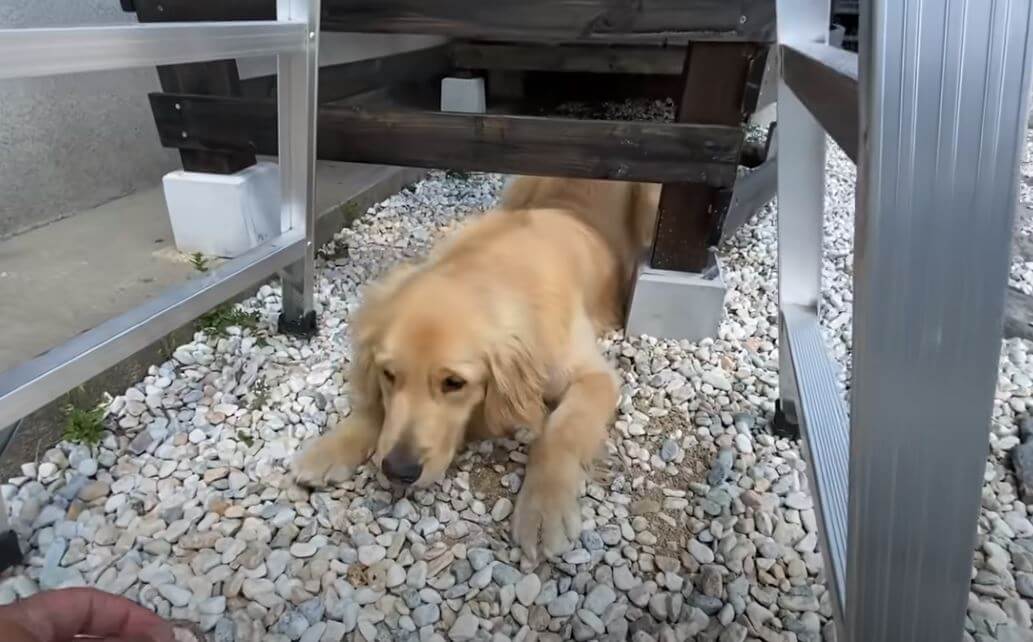 ゴールデンレトリーバー,動画