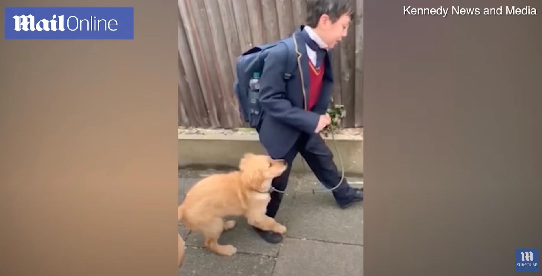 ゴールデンレトリーバー,動画