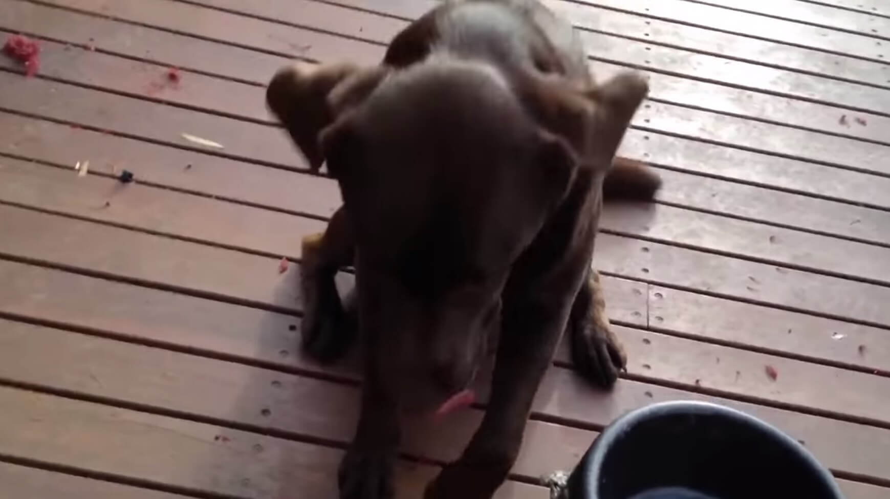 ラブラドールレトリーバー,動画