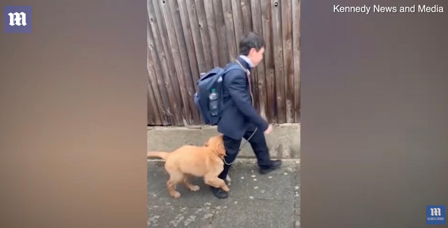 ゴールデンレトリーバー,動画